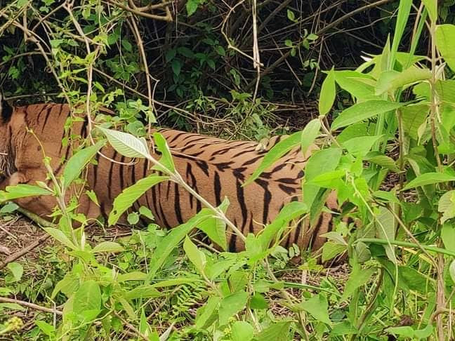बेलौरीका स्थानीय बाघको त्रासमा